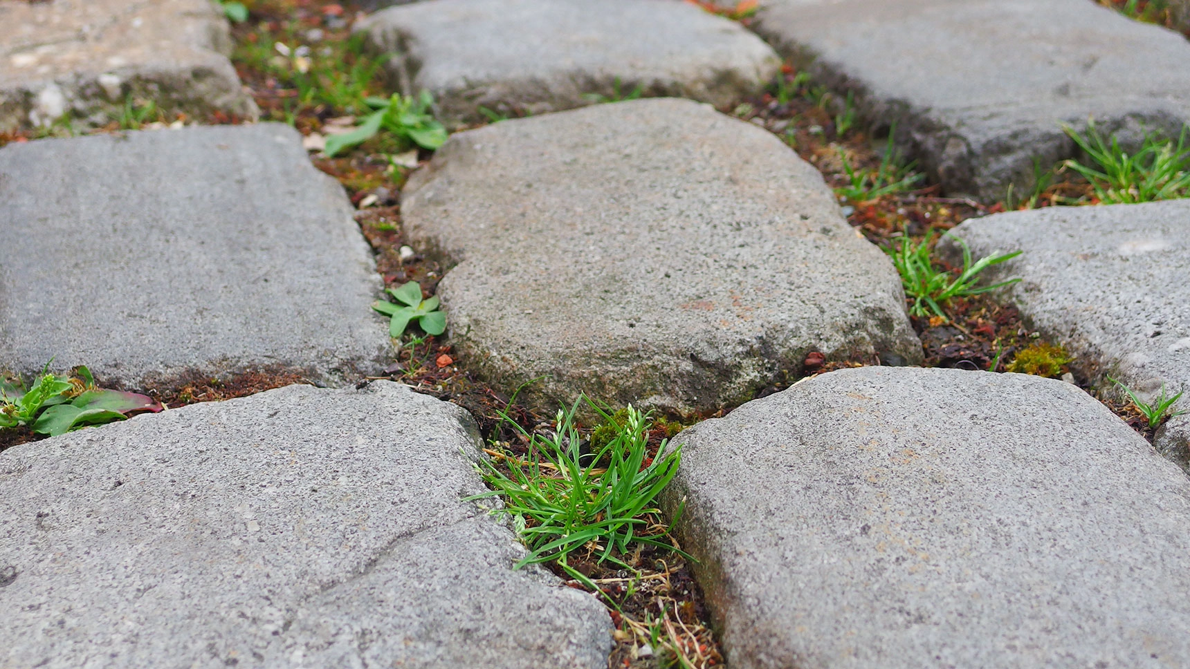 Nahaufnahme: In den breiten Fugen zwischen Pflastersteinen wächst Gras.