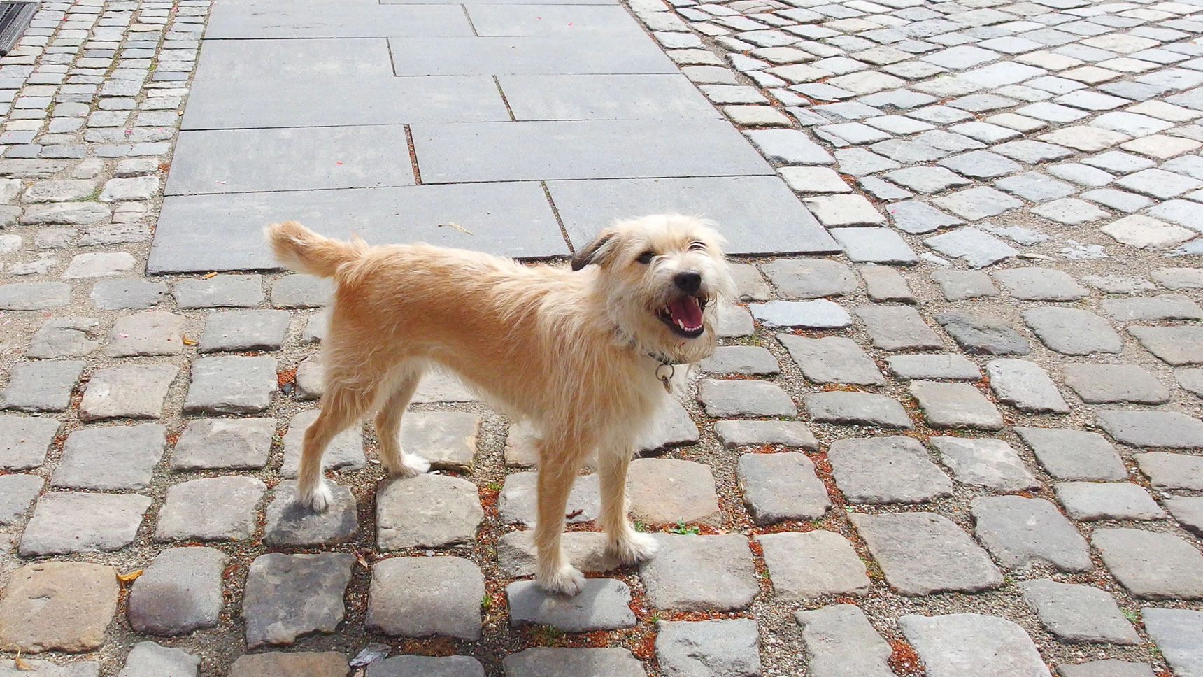 Ein Hund steht auf einem Gehweg am Beginn eines barrierefreien Laufbands.